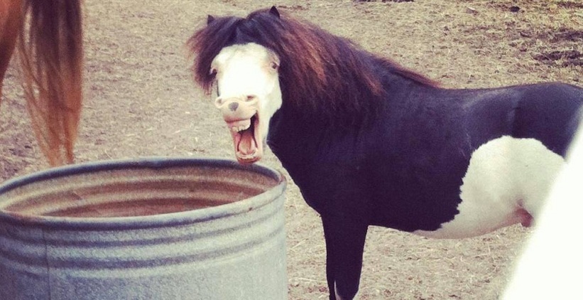 10 Pictures Only Horse Owners Will Think Are Funny 86 10 Pictures Only Horse Owners Will Think Are Funny 6