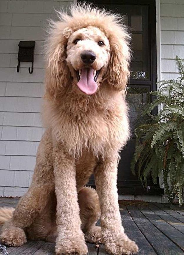 labradoodles labradoodle should why own never lion funny reasons laugh