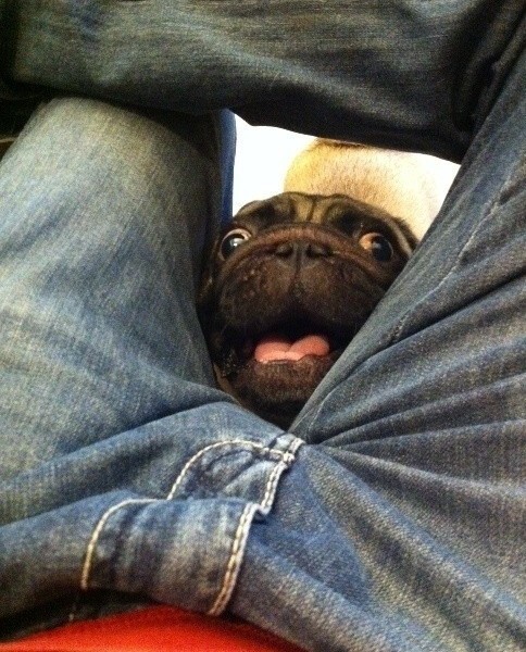 funny pug photo