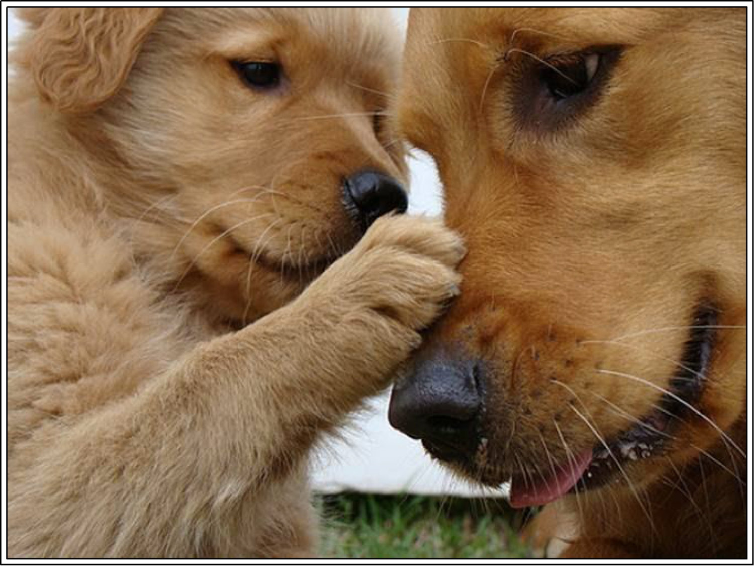 Golden Retrievers were originally bred to serve as _______ dogs.