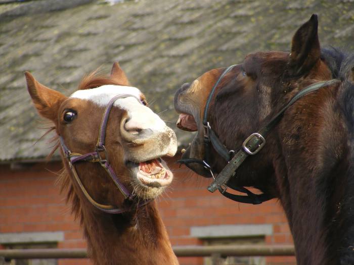 gossiping horses