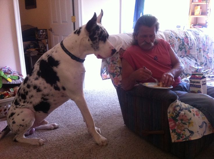 8 Problems Only Great Dane Owners Will Understand 3 great dane dinner