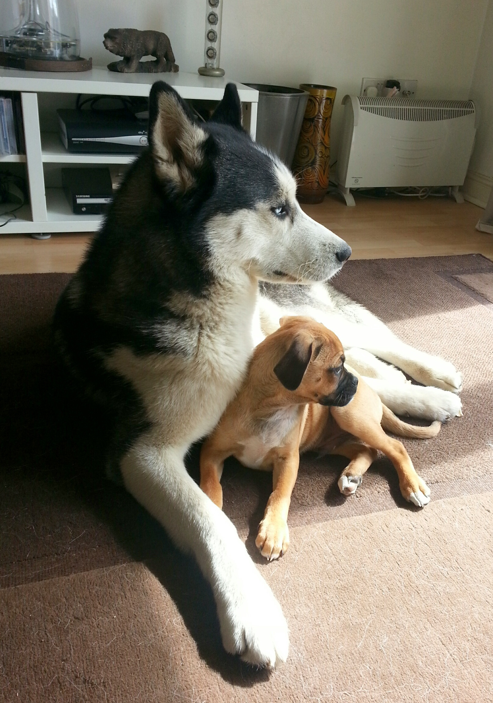 husky puggle pics