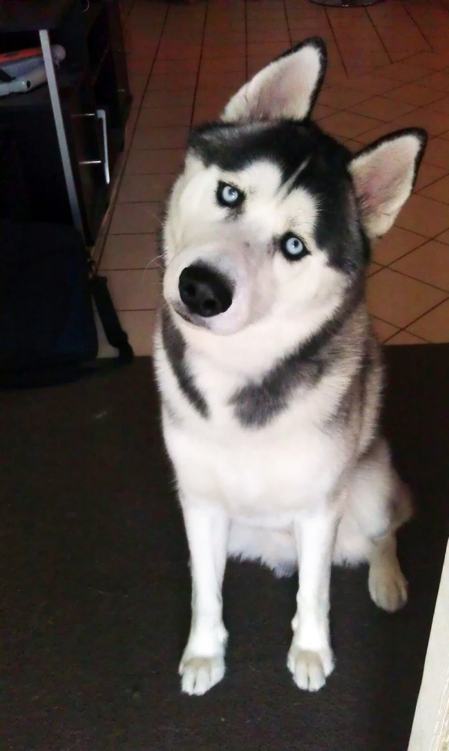 husky turning head