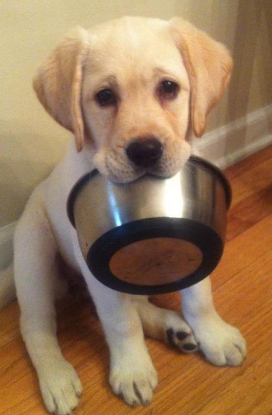lab puppy hungry