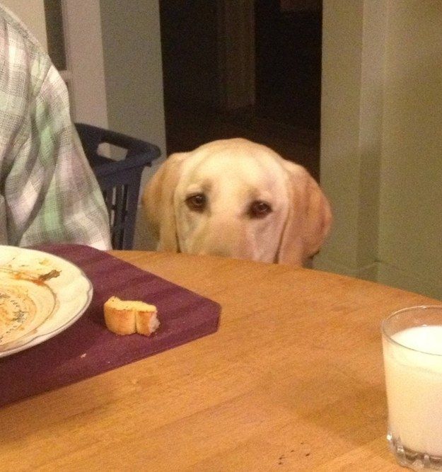 labrador begging food
