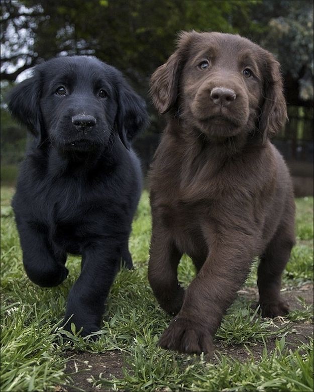 What is not a typical colour for a Labrador retriever?