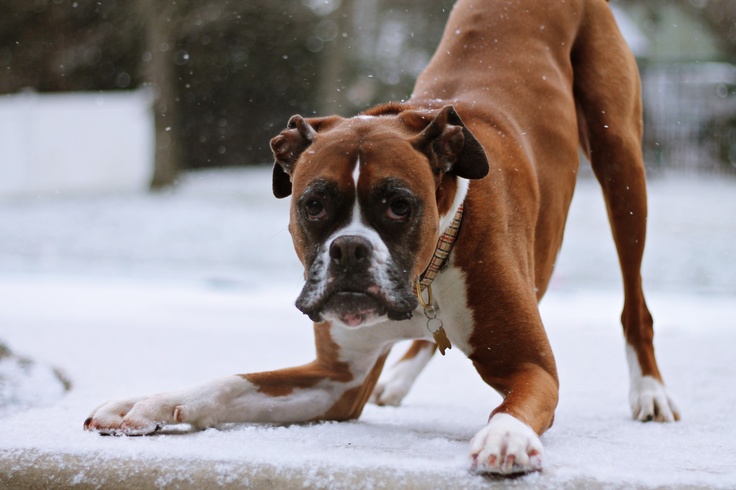 Why are Boxers often called the Peter Pan of dogs?