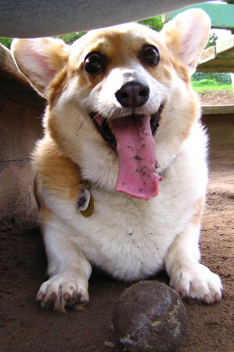 playful corgi photography
