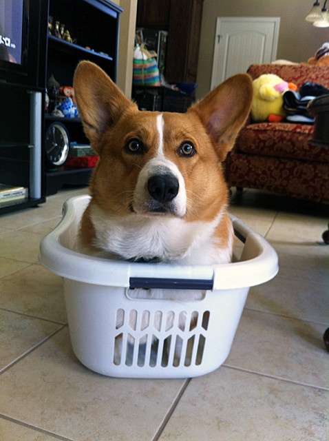 playful corgi