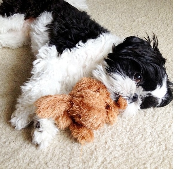 playful little dog