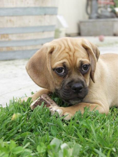 playful puggle