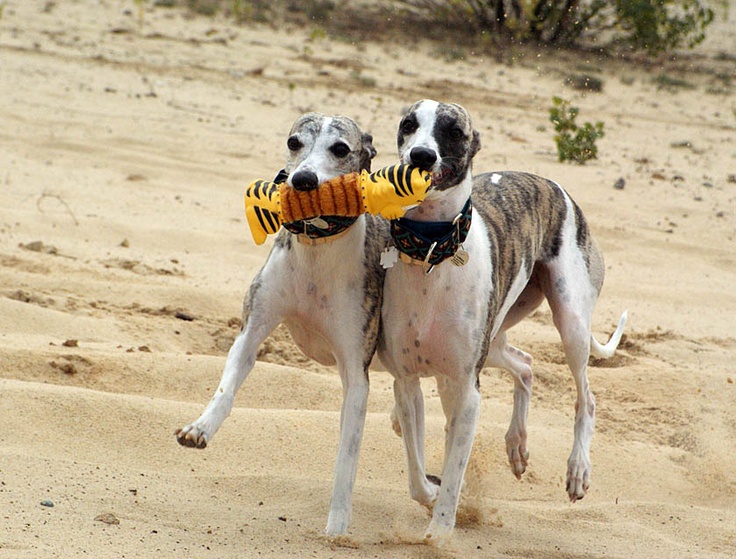 12 Reasons Whippets Are The Absolute Worst 8 playful whippets