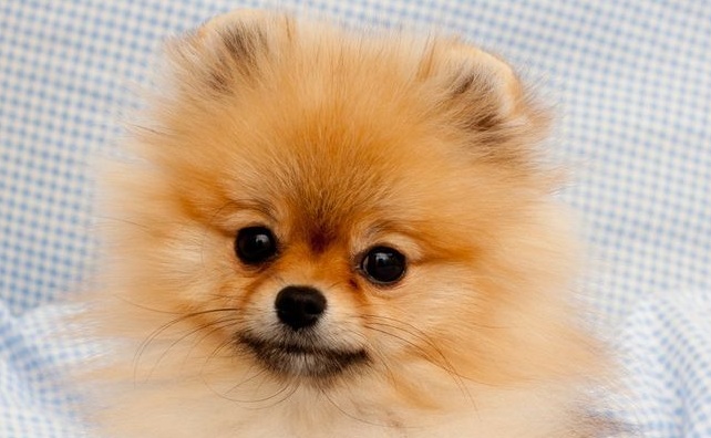 Top 10 Things Pomeranians Don’t Like 96 Top 10 Things Pomeranians Don’t Like 10
