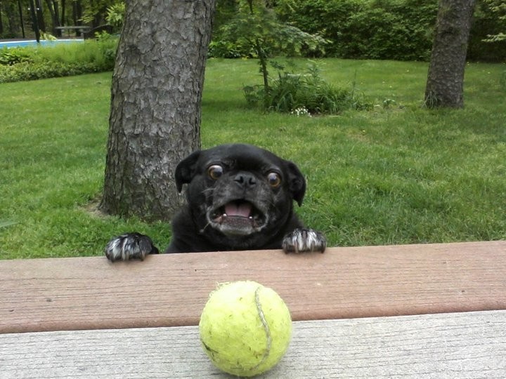 pug and rubber orb