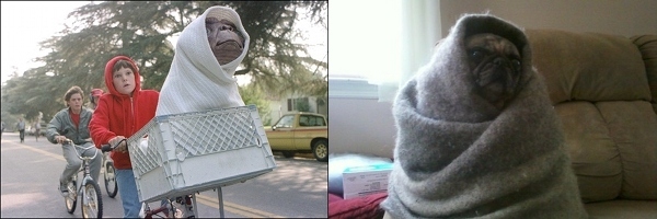 pug dog funny pics