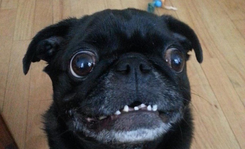 10 Pictures Only Pug Owners Will Think Are Funny