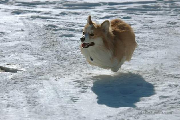 running corgi