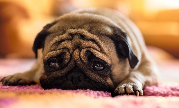 7 Problems Only Pug Owners Will Understand