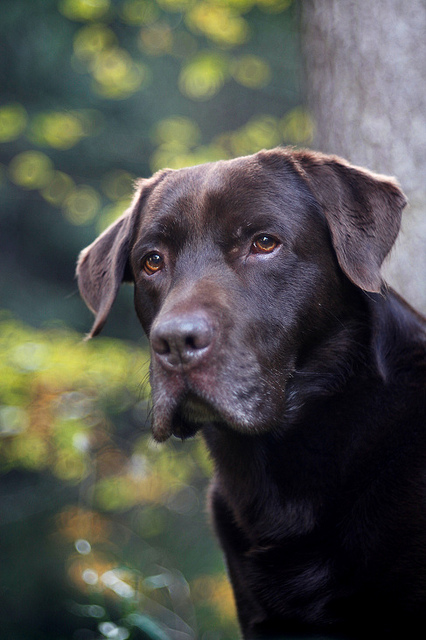 At what age does a male Labrador retriever typically mature?