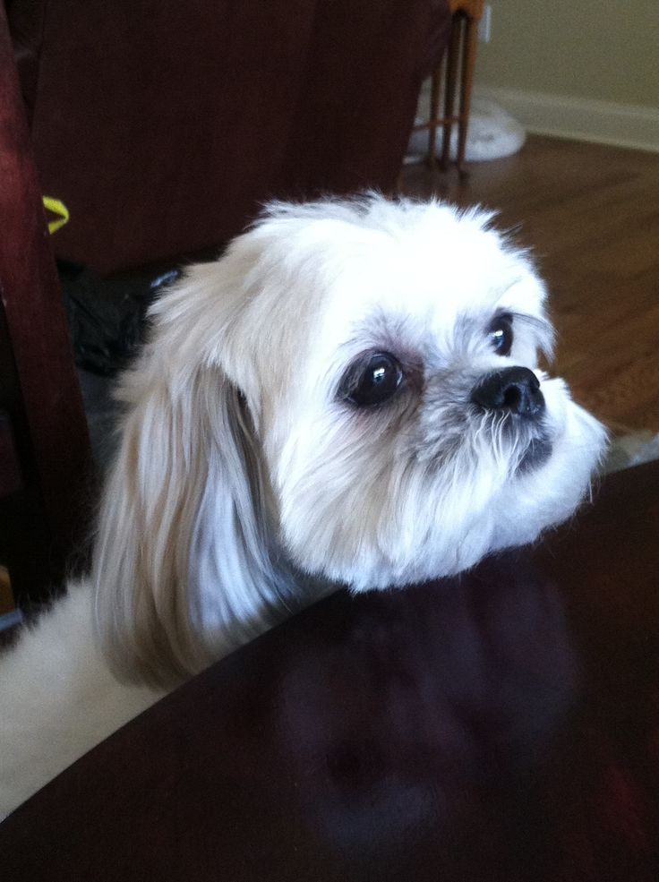sitting at the dinner table malshi