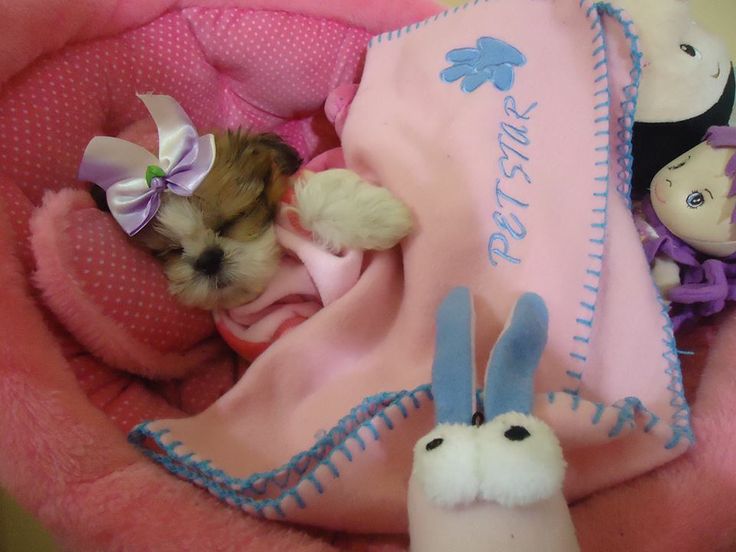 sleeping malshi pics