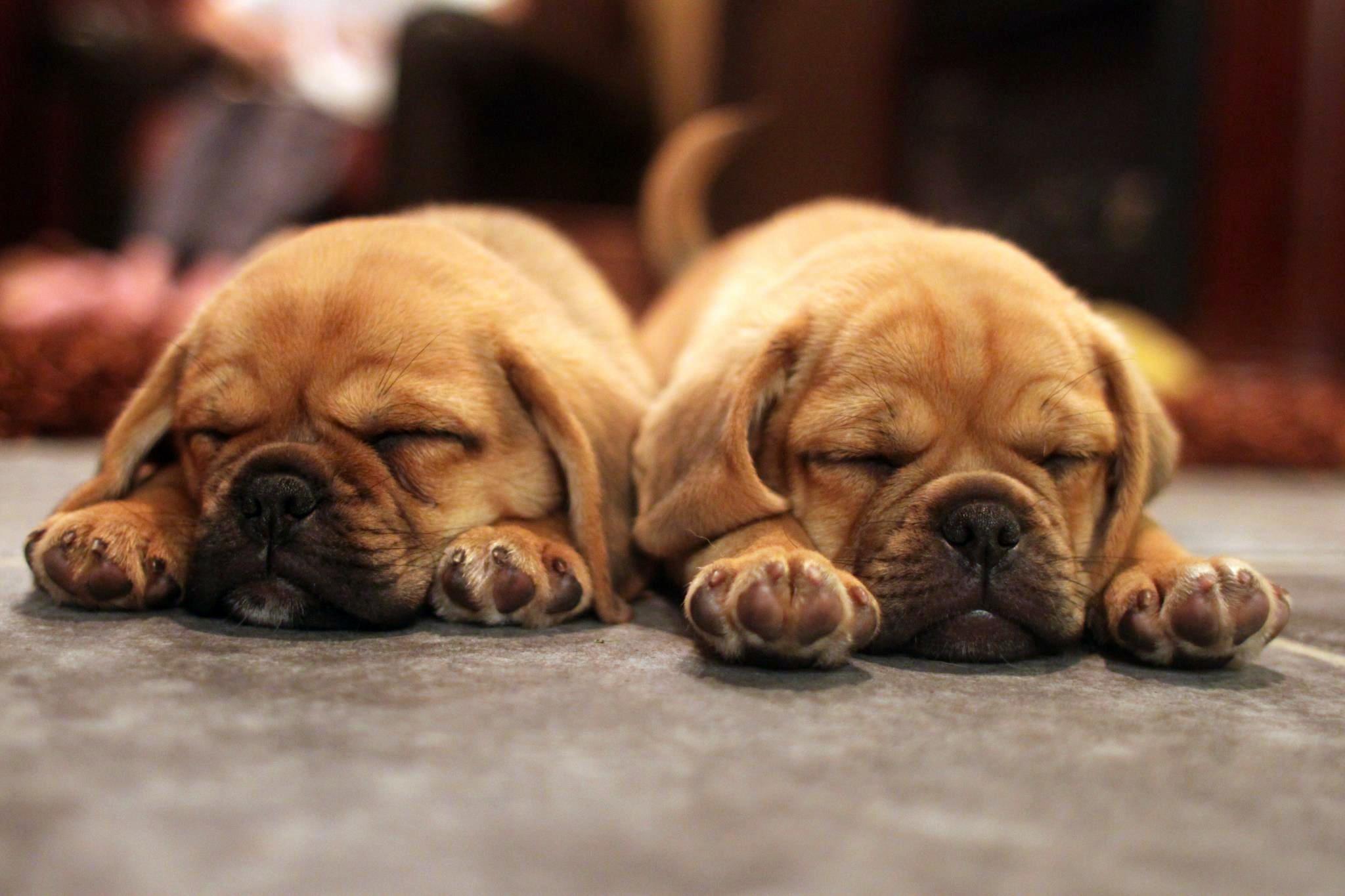 sleeping puggle pics
