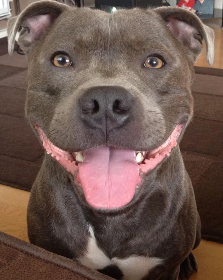staffie love you eyes