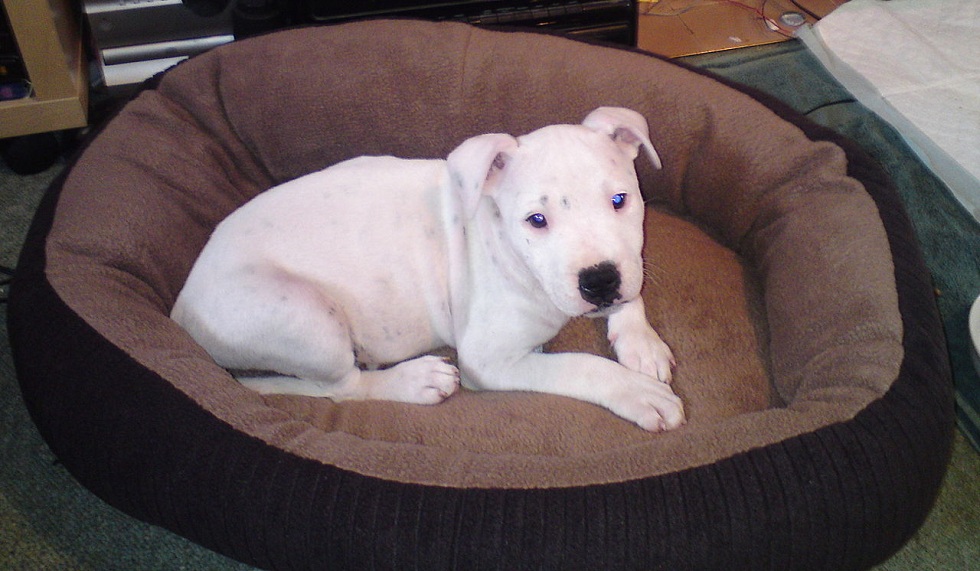 young white Staffie