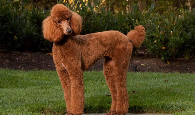 Aspen poodle
