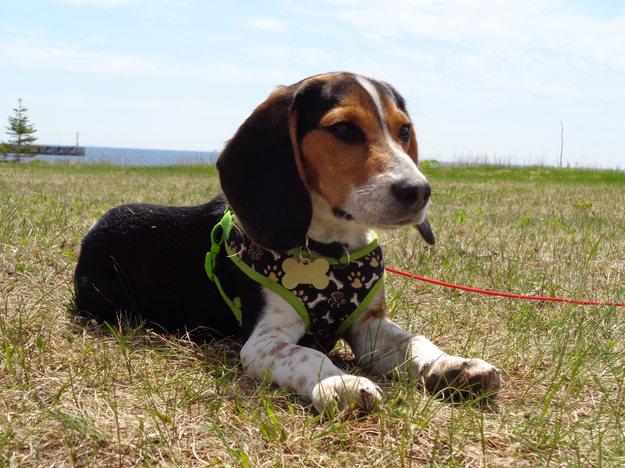 Who is considered the most famous beagle of all time?