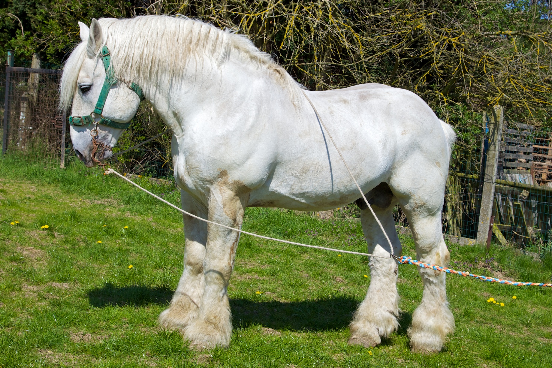 These 10 Rare Horses Are Like Nothing Youve Ever Seen