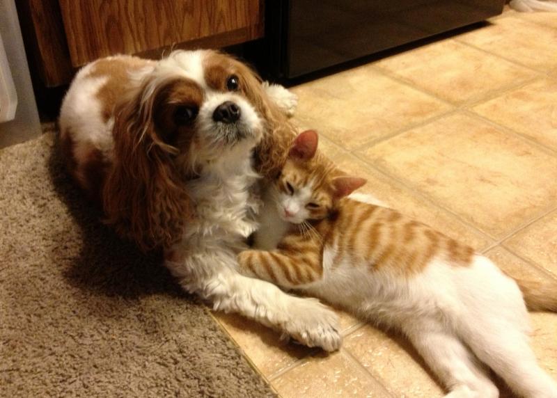 Cavalier King Charles Spaniels cats