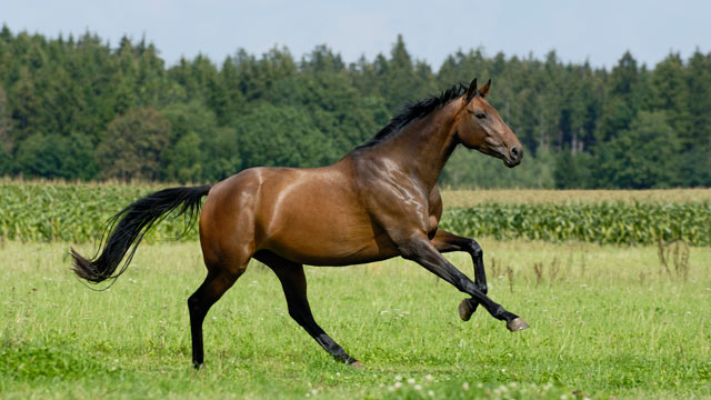 Cheyenne horse photo