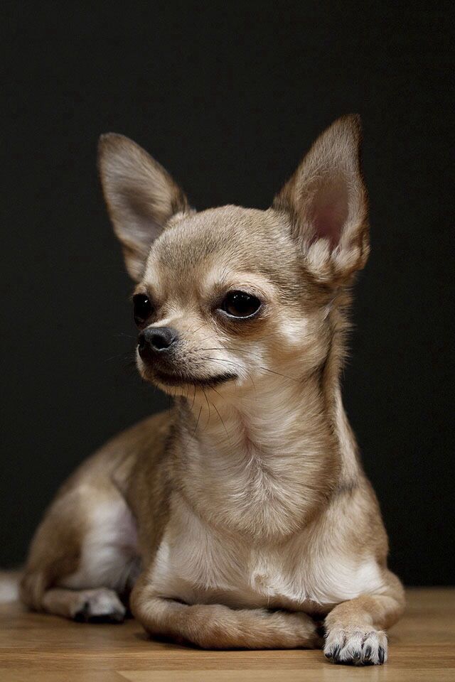 Chihuahuas do well with other breeds of dogs in their home.