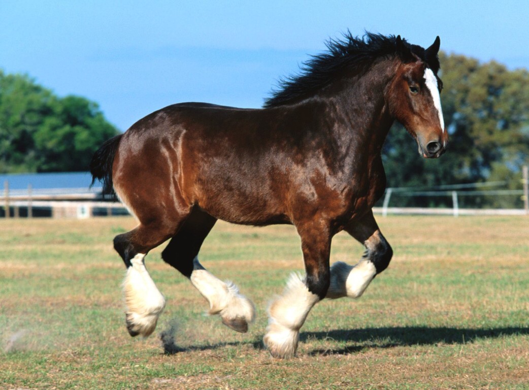 Clydesdale horse running