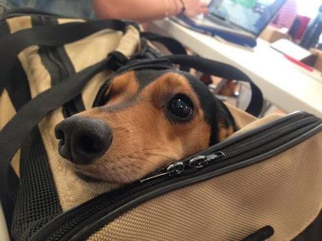 Dachshund eyes bag