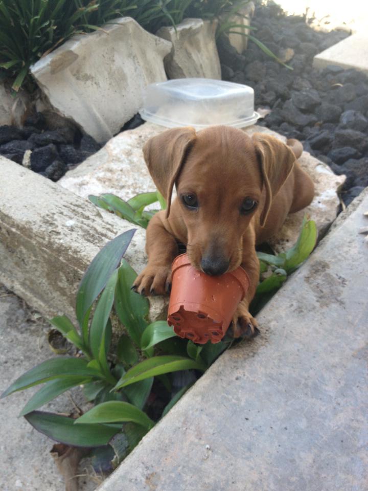 Dachshund playing
