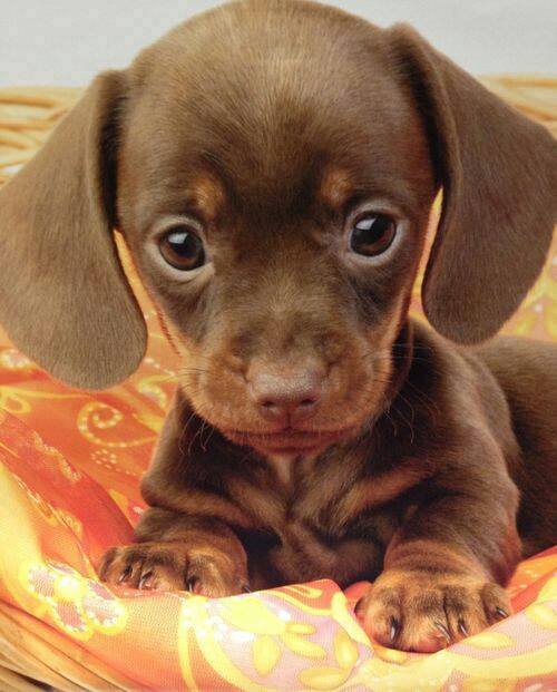 Dachshund puppy eyes cute