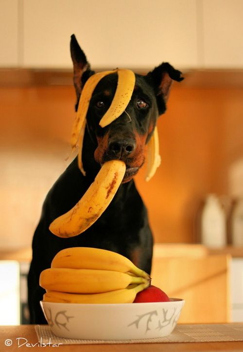 Doberman Pinscher and bananas