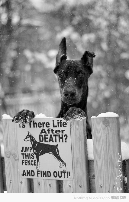 Doberman Pinscher danger