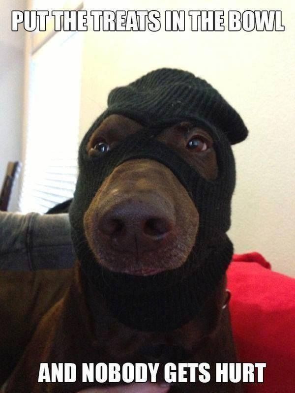 Doberman Pinscher face