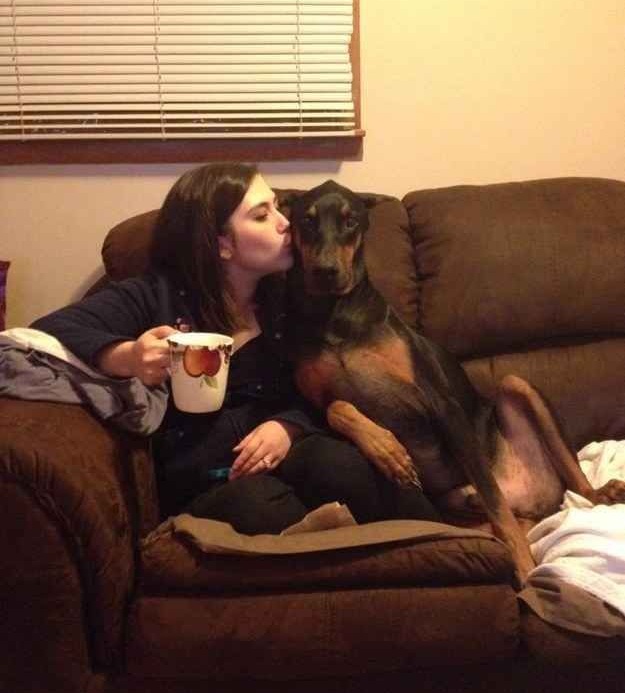 Doberman Pinscher home