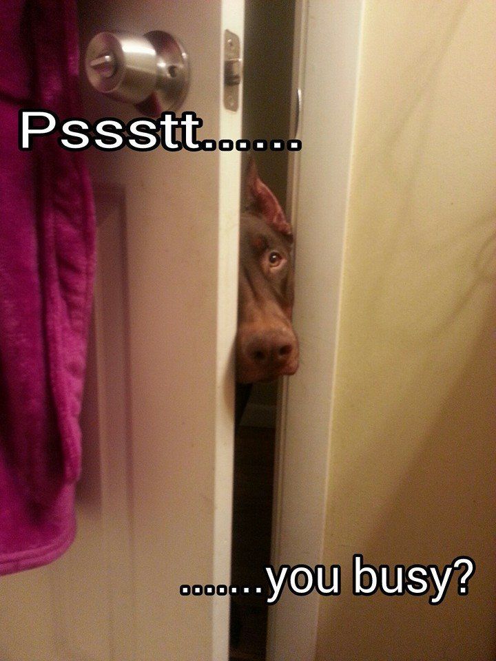 Doberman Pinscher toilet funny