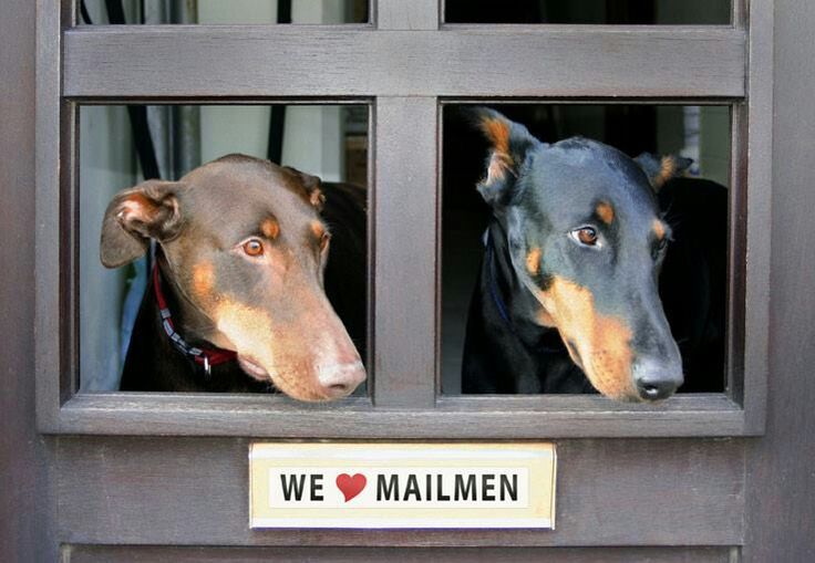 Doberman Pinschers and mailmen