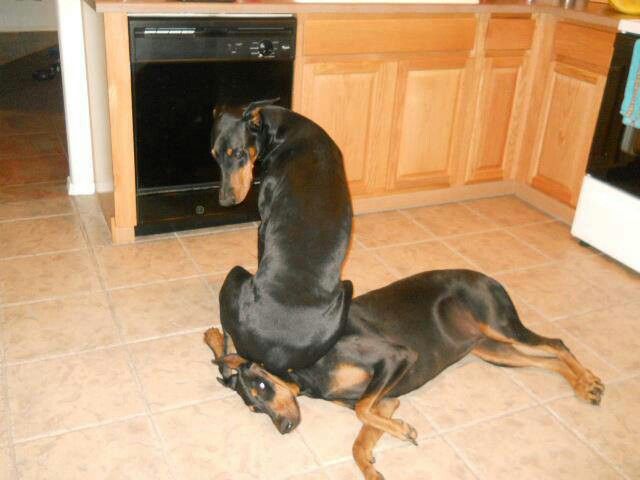 12 Reasons Doberman Pinschers Are The Worst Breed EVER