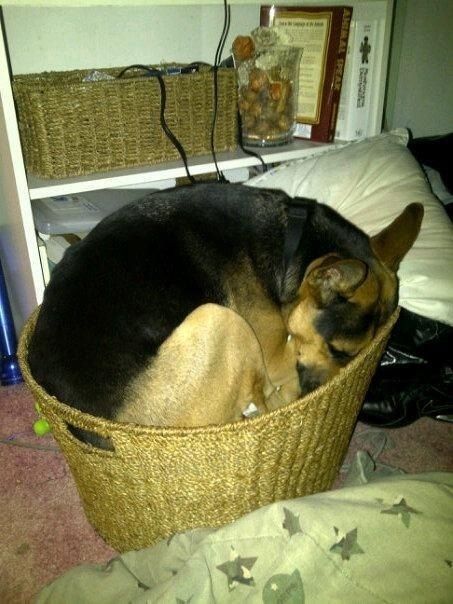 German Shepherd dog sleep