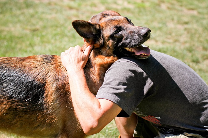 German Shepherd happiness friendship