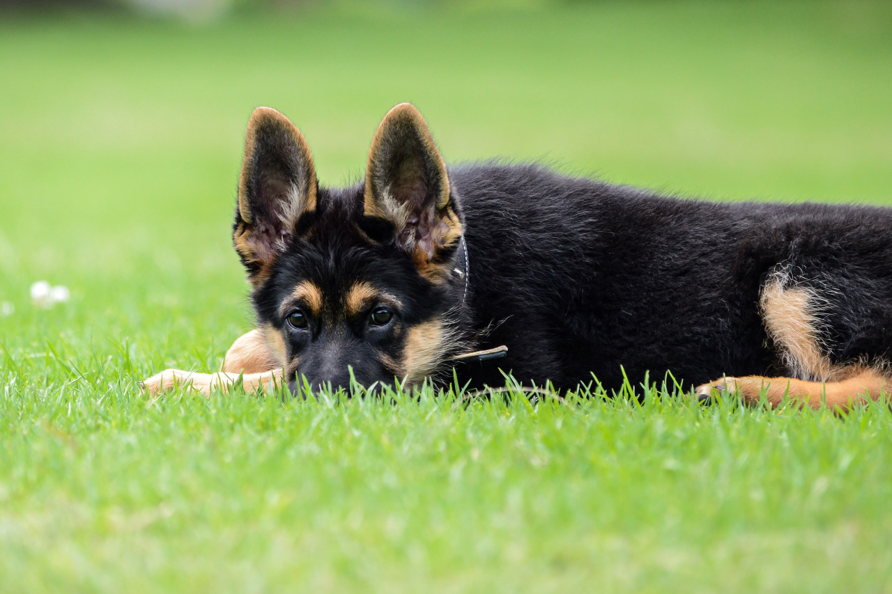 German Shepherd puppy