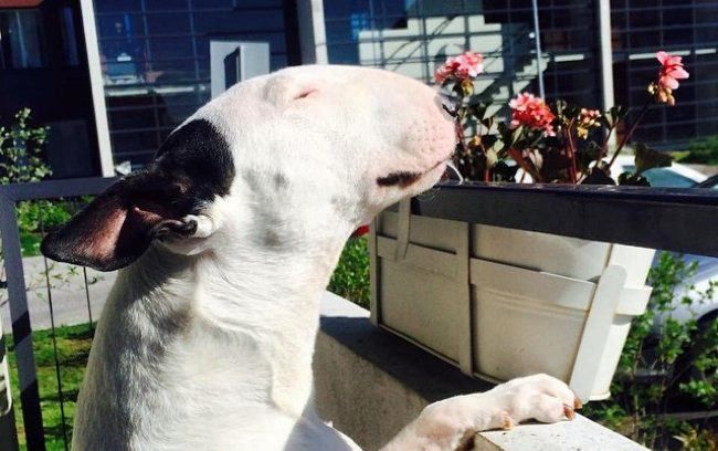 Jack bull terrier